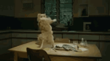 a cat is standing on its hind legs over a table