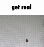 Get Real Ladybug GIF - Get Real Ladybug Get GIFs