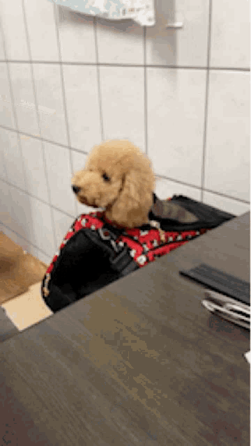 a small brown poodle wearing a red and black harness sits on a table