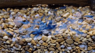 a bunch of blue shrimp are swimming in a rocky area