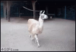 Llama Bufando GIF - Llama Bufando Huele GIFs