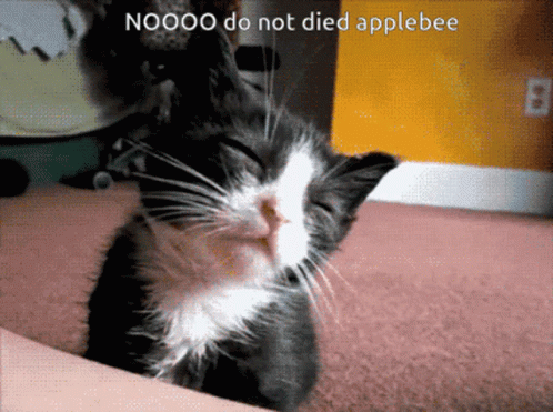 Nieem Cat GIF - Nieem Cat Applebee Cat GIFs