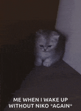 a kitten is sitting in a dark room with the words me when i wake up without niko again