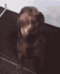 a brown dog with its mouth open is sitting on a carpet .
