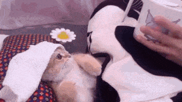 a cat wearing a hat and a towel is laying on a bed next to a person .