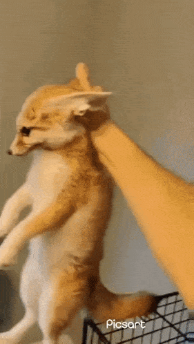 a person is petting a kitten on its hind legs in a picsart video