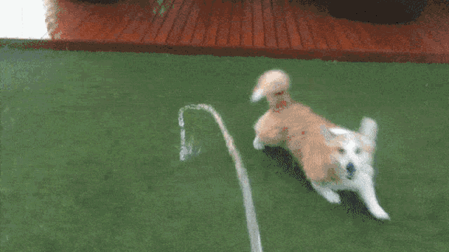 a brown and white dog playing with a hose on a green rug