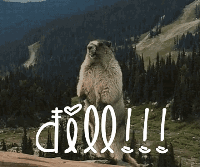 a ground squirrel is standing on a rock in front of a mountain with the word dqq written on the ground