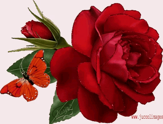 a red rose with a butterfly next to it and the words www.jucoolimages on the bottom