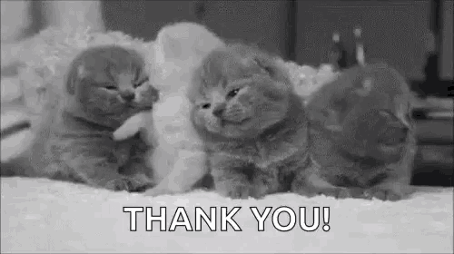 a black and white photo of three kittens laying on a bed with the words `` thank you '' .