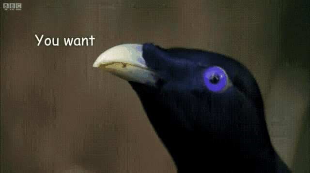 a black bird with a white beak and a purple eye says " you want "
