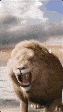 a close up of a lion with its mouth open and teeth showing