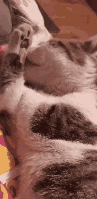 a cat is laying on its back on a bed and licking its paw .
