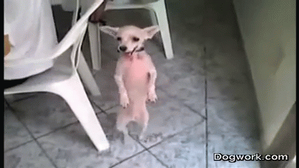 Salsa GIF - Chihuahua Dogs Cute GIFs