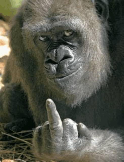 a gorilla is giving the middle finger while laying down on the ground .