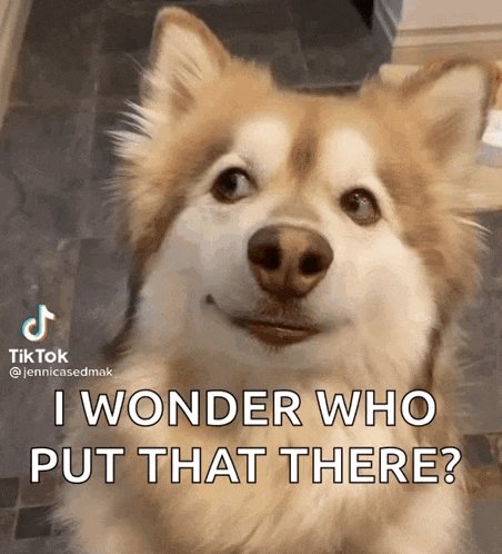 a dog with the caption i wonder who put that there .