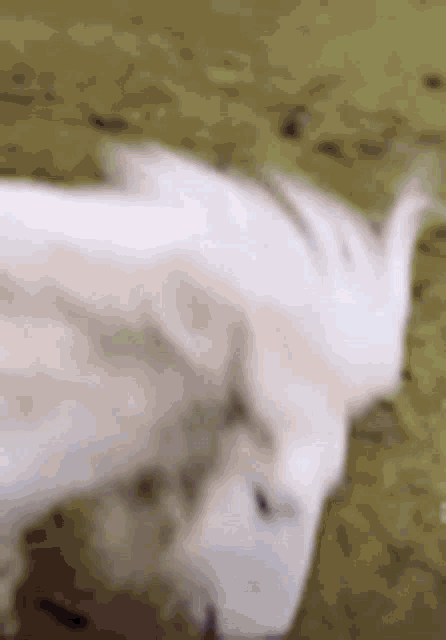 a close up of a white horse in a field .