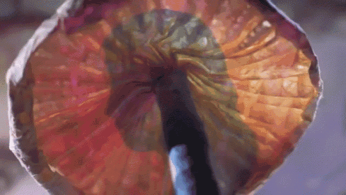 a close up of a colorful umbrella shaped object