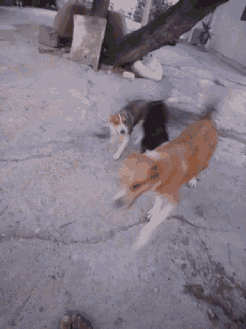 two dogs are playing with each other on a concrete surface