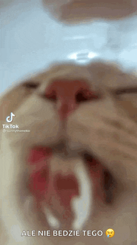 a close up of a cat 's face with its mouth open and a smiley face .