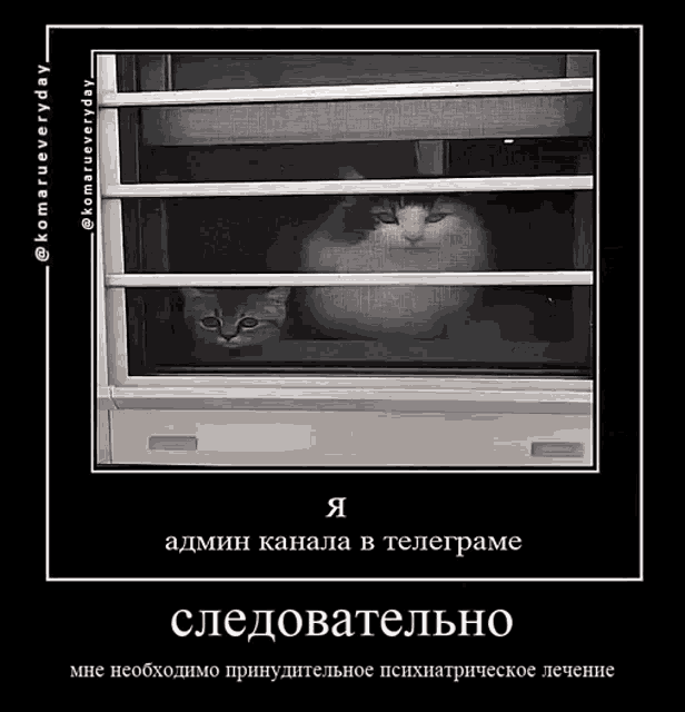 a picture of a cat looking out of a window with a caption in a foreign language