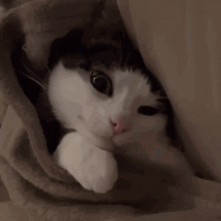 a black and white cat is wrapped in a brown blanket