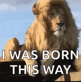 a lion with a wig on its head and the words `` i was born this way '' below it .