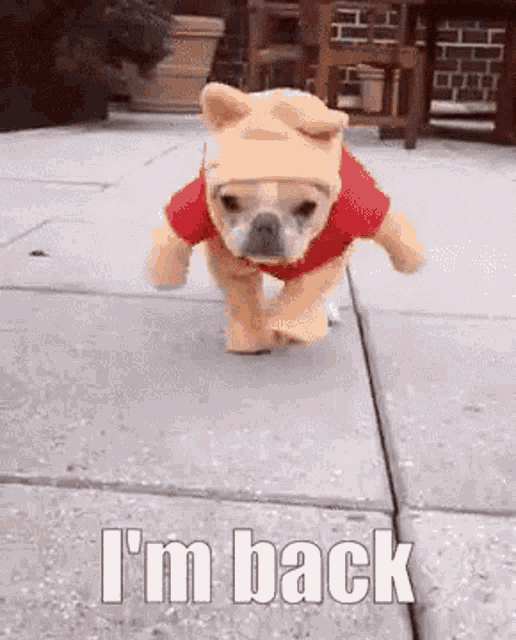 a french bulldog wearing a winnie the pooh costume is running on the sidewalk .