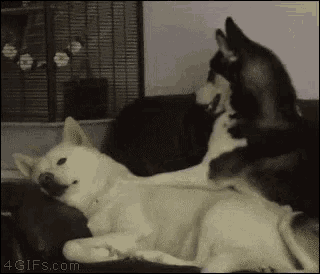 Funny Animals Back Massage GIF - Funny Animals Back Massage Relaxed GIFs