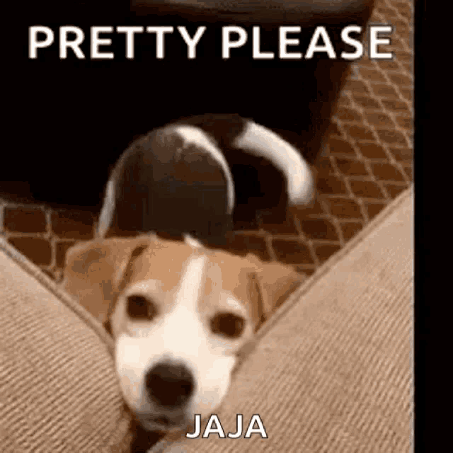 a dog is laying on a couch with the words `` pretty please jaja '' written above it .