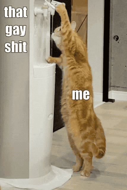a cat standing on its hind legs drinking water from a water dispenser that says that gay shit me on it