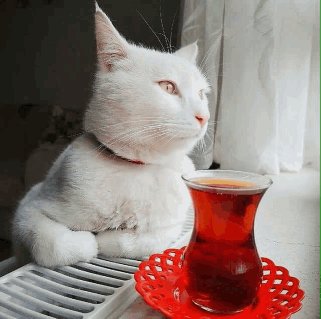 a white cat sits next to a glass of tea