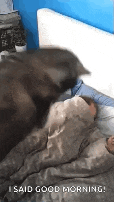 a cat is laying on top of a person on a bed and says `` i said good morning '' .