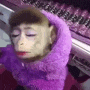 a monkey wearing a purple scarf is sitting in front of a piano .