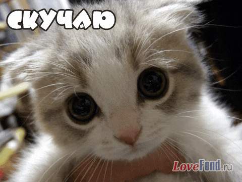 a close up of a cat with the words " скучаю " on top