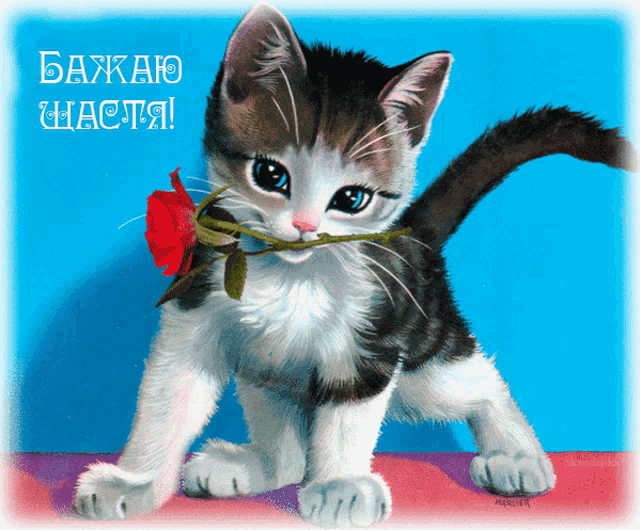 a kitten holding a red rose in its mouth with a blue background that says " baxao " on it