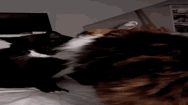 two cats are laying on a bed looking at each other
