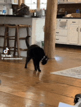a black cat is walking on a wooden floor in a kitchen with a tiktok of it
