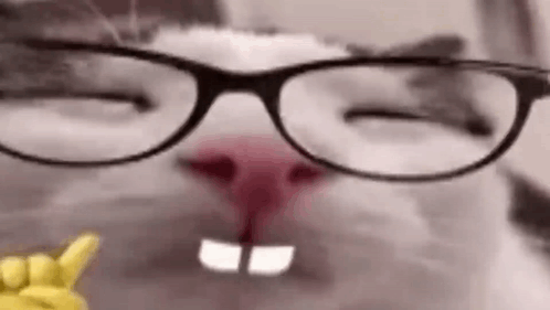 Nerd Nerd Cat GIF - Nerd Nerd Cat Cat GIFs