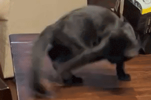 a cat laying on its back on a table