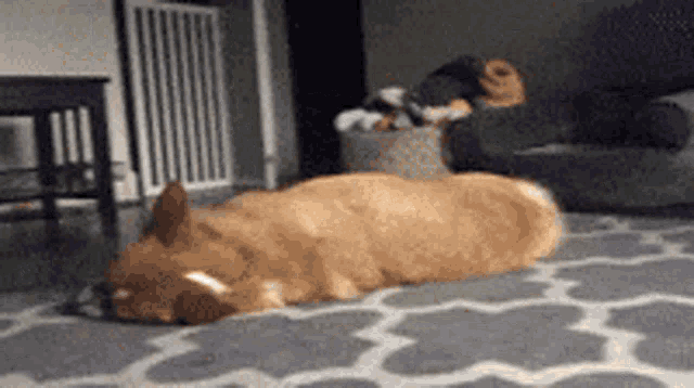 a dog is laying on a carpet in a living room