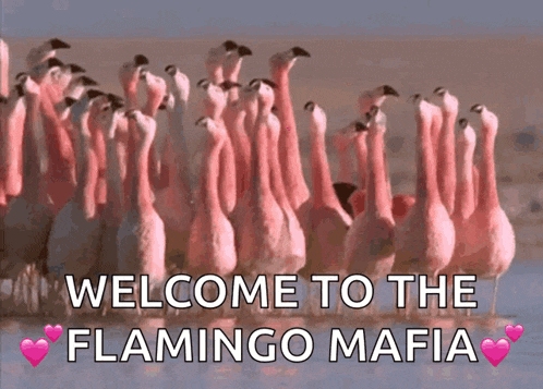 a bunch of flamingos are standing in the water and the words welcome to the flamingo mafia are on the bottom