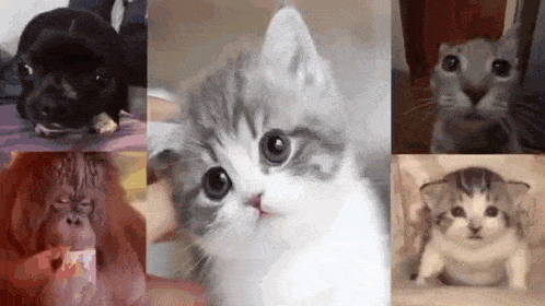 a collage of pictures of a dog , a cat , a monkey , and a squirrel