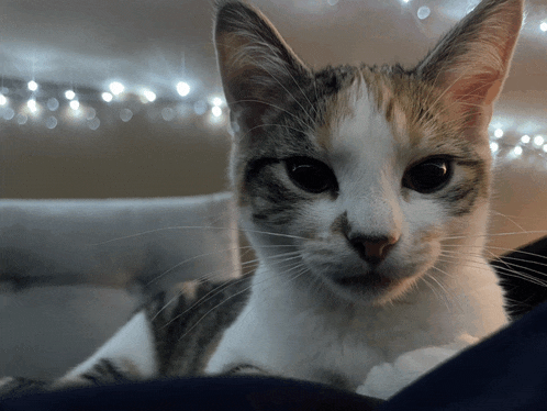a calico cat laying on a couch with christmas lights behind it