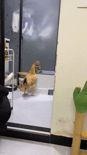 a chicken is walking through a doorway while a cat sits on a box