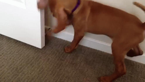 Dog Vs Doorstop GIF - Dogs Puppies Scared GIFs