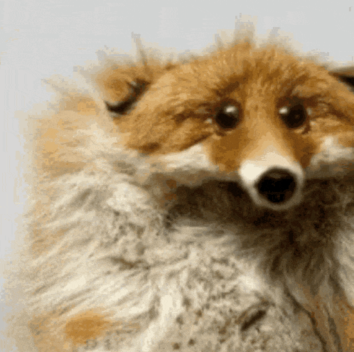 a close up of a fox 's face with its eyes closed