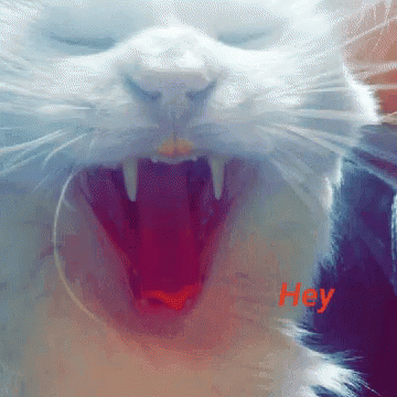 Catpizza Eating GIF - Catpizza Cat Eating GIFs