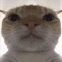 a close up of a cat 's face looking at the camera .