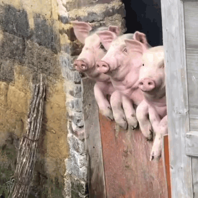 three pigs are peeking out of a doorway